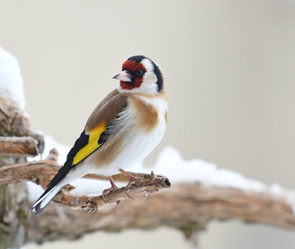 Goldfinch in snow