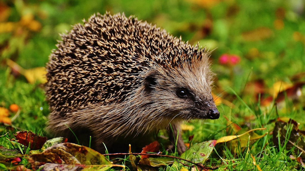 hedgehog