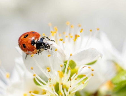 ladybird in a flower