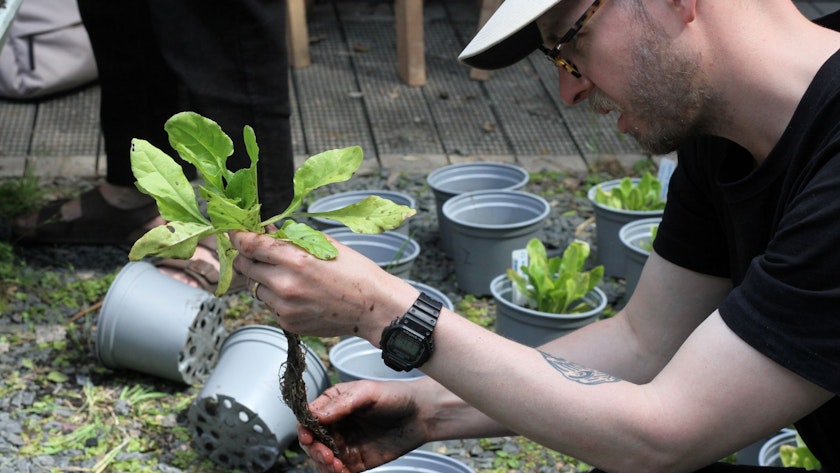 MSc student pots a seedling as part of a soil experiment